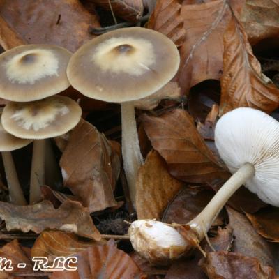 Collybia Butyracea