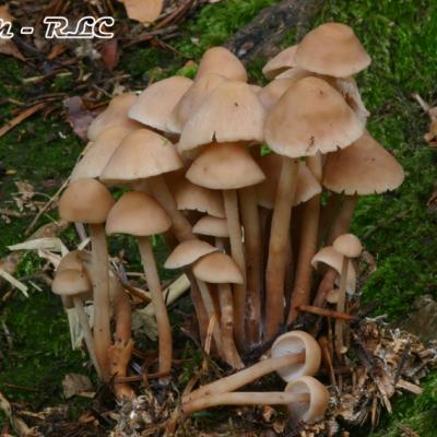 Collybia Confluens