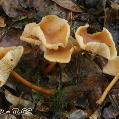 Collybia Dryophila