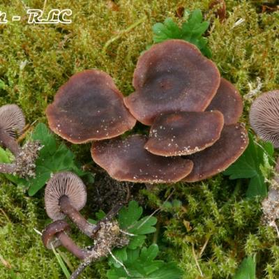 Collybia Impudicus