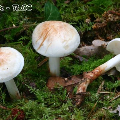 Collybia Maculata