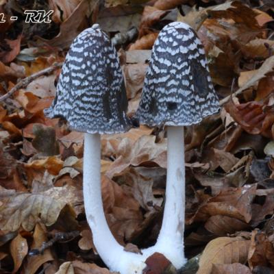 Coprinopsis Picacea