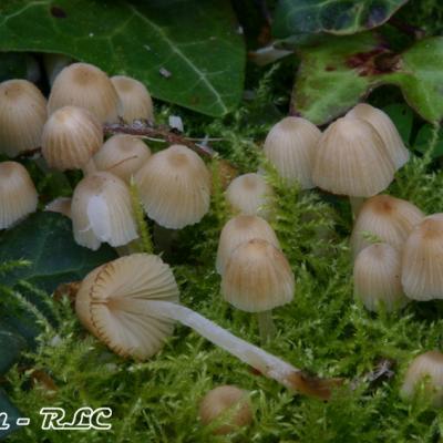 Coprinus Disseminatus