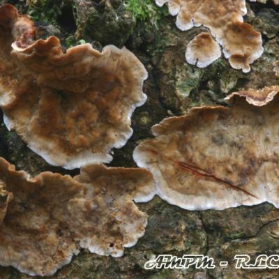 Stereum Gausapatum