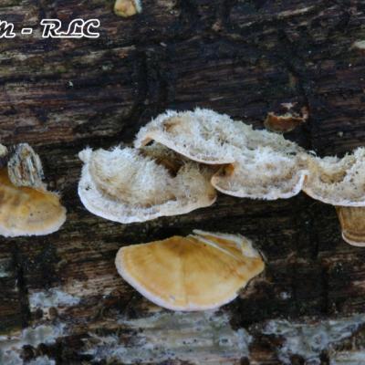 Stereum Hirsutum