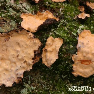 Stereum Rugosum