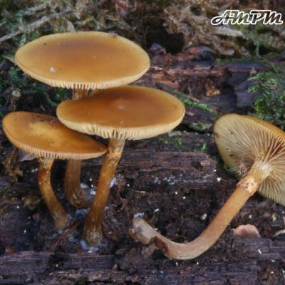 Galerina Marginata