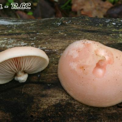 Rhodotus Palmatus