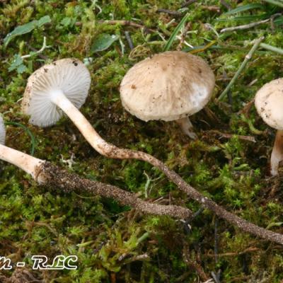 Dermolomataces