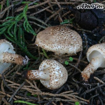 Echinoderma Carinii