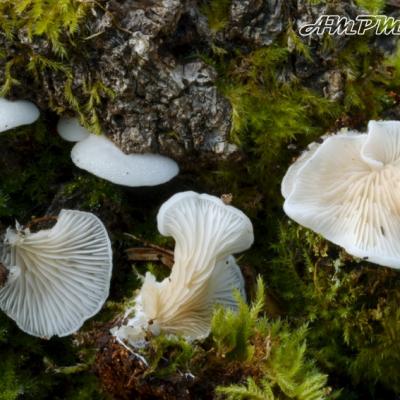 Clitopilus Hobsonii