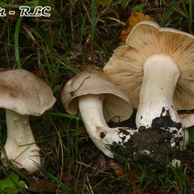 Entoloma Lividum