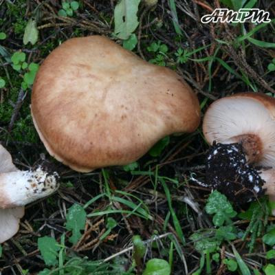 Rhodocybe Gemina
