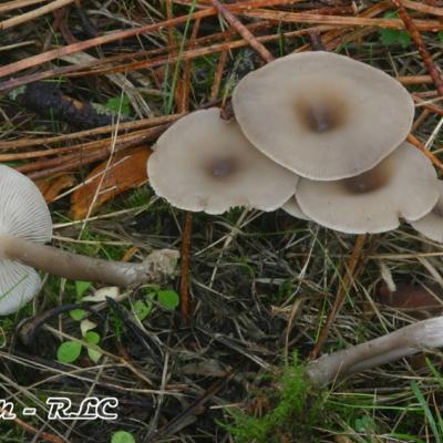 Entolomataces