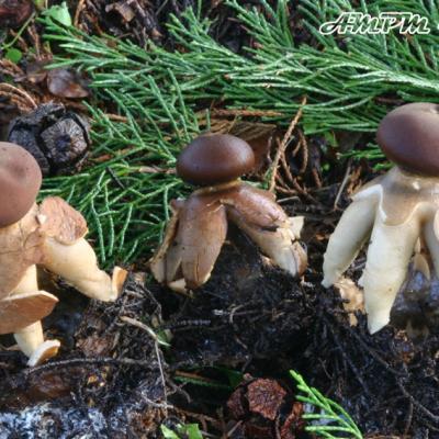 Geastrum Fornicatum