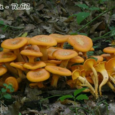 Omphalotus Illudens
