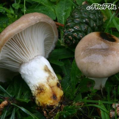 Gomphides Paxilles