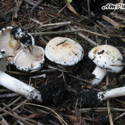 Hebelomes