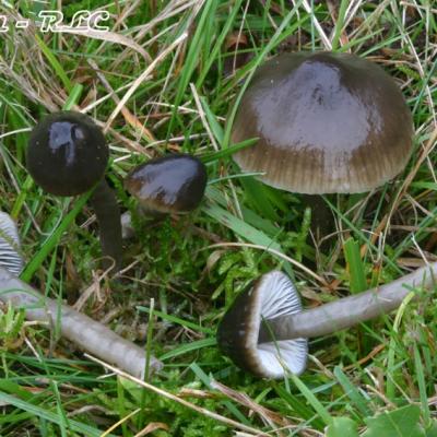 Hygrocybe Unguinosa