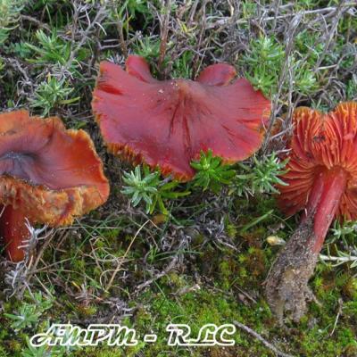 Hygrophores