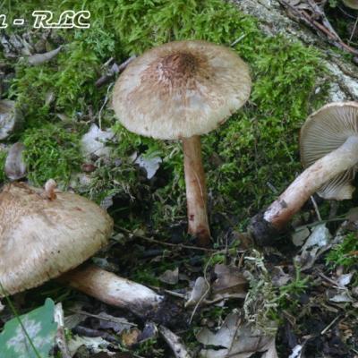 Inocybe