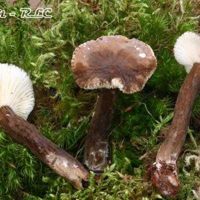 Lactarius Lignyotus