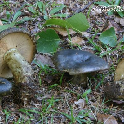 Lactarius Necator