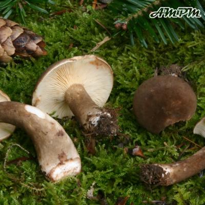 Lactarius Picinus