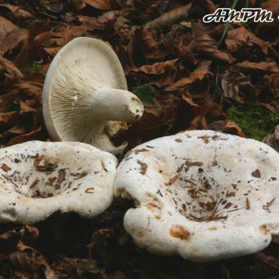 Lactarius Vellereus