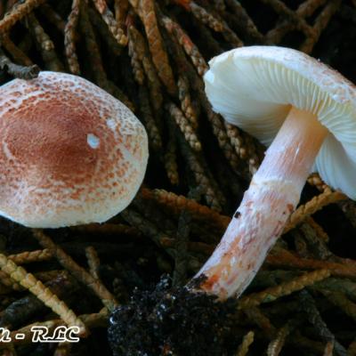 Lepiota Josserandii