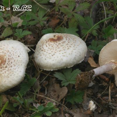 Lepiotes