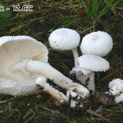 Leucocoprinus