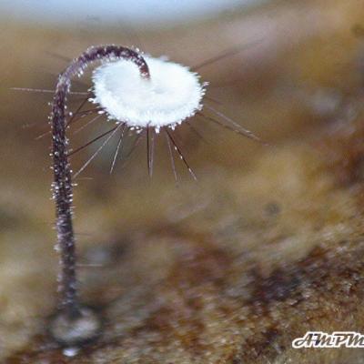 Marasmius Hudsonii