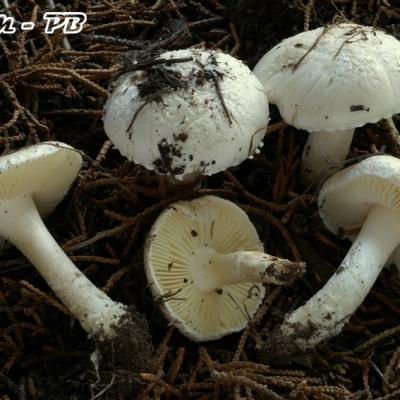 Amanita Singeri
