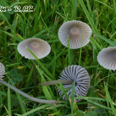 Mycena Aetites