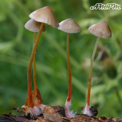 Mycena Crocata