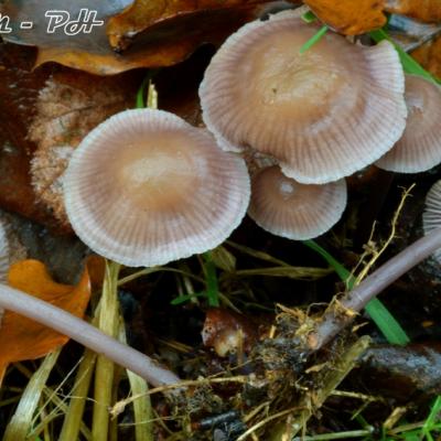 Mycena Pura