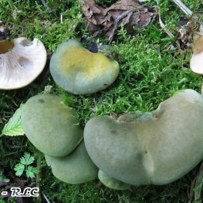 Panellus Serotinus