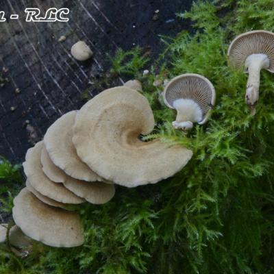 Panellus Stypticus