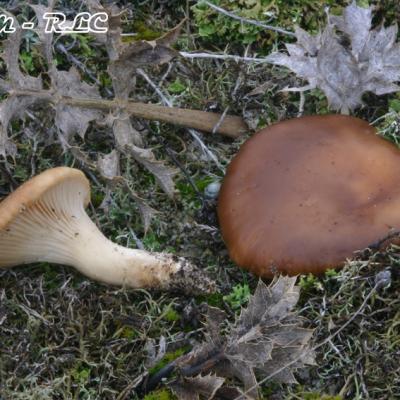 Pleurotus Eryngii