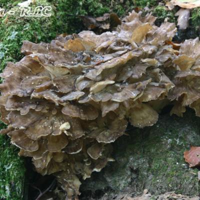 Grifola Frondosa