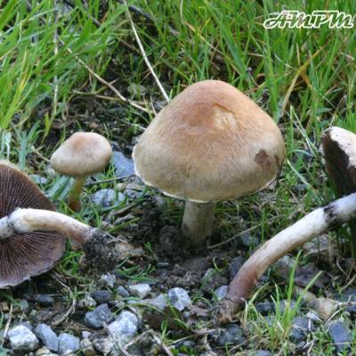 Psathyrelles