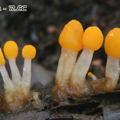 Mitrula Paludosa2