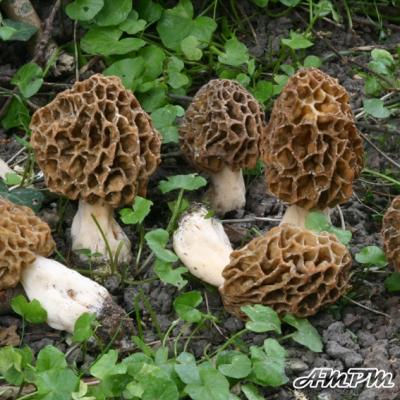 Morchella Rotunda