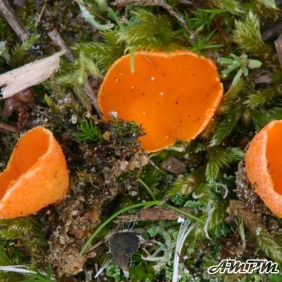 Neottiella Rutilans