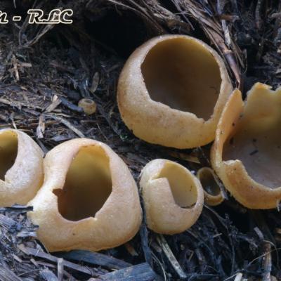 Peziza Vesiculosa2