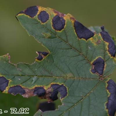 Rhytisma Acerinum