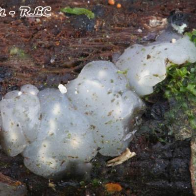 Exidia Nucleata