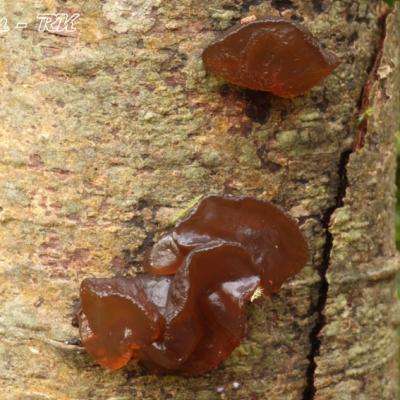 Exidia Recisa