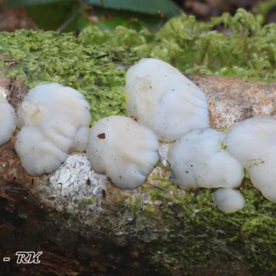 Exidia Thuretiana